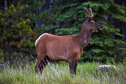 Bull Elk. Jasper Alberta, Canada, North America
