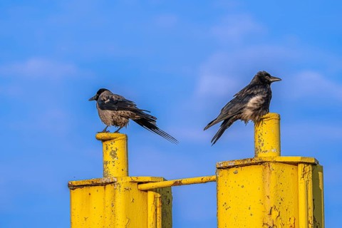 Two corvids (Corvus corone) sitting on a yellow jetty at the harbour of Tangier at the mouth of the