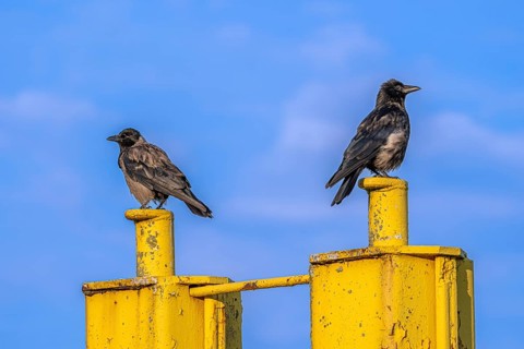 Two corvids (Corvus corone) sitting on a yellow jetty at the harbour of Tangier at the mouth of the
