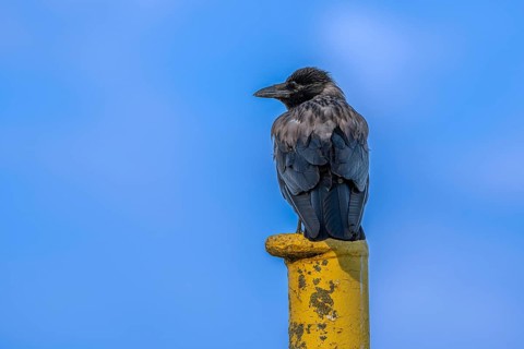 A raven crow (Corvus corone) sits on a yellow jetty at the harbour of Tangier at the mouth of the