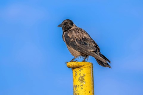 A raven crow (Corvus corone) sits on a yellow jetty at the harbour of Tangier at the mouth of the