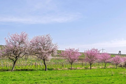 Almond tree (Prunus dulcis), Siebeldingen, German Wine Route, also Southern Wine Route, Southern