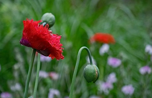 Garden poppy (Papaver) with raindrops, North Rhine-Westphalia, Germany, Europe