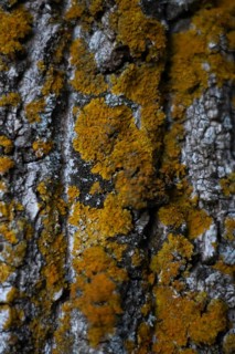 Vertical image of Lichen on tree trunk background. A lot of yellow lichen. Xanthoria parietina.