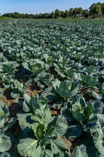 Cabbage cultivation, in a field, young white cabbage, North Rhine-Westphalia, Germany, Europe