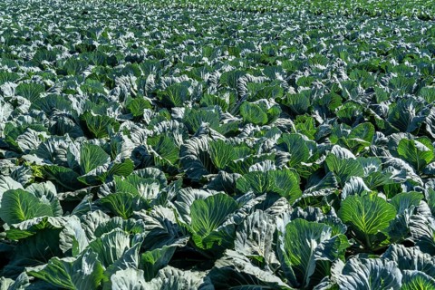 Cabbage cultivation, in a field, young white cabbage, North Rhine-Westphalia, Germany, Europe