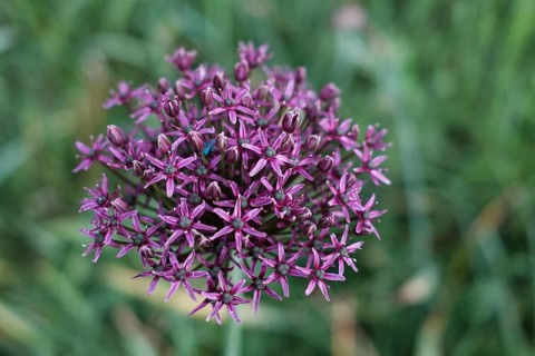 Giant onion (Allium giganteum), blurred background, North Rhine-Westphalia, Germany, Europe