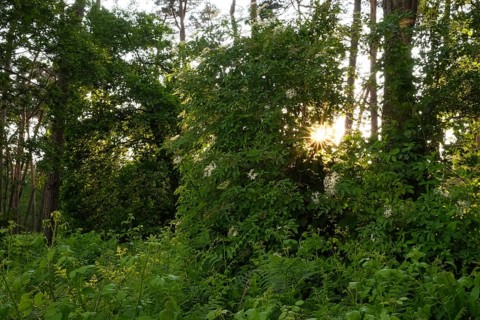 Forest with setting sun, aperture star, sunbeams, Lower Rhine, North Rhine-Westphalia, Germany,