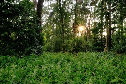 Forest with setting sun, aperture star, sunbeams, Lower Rhine, North Rhine-Westphalia, Germany,