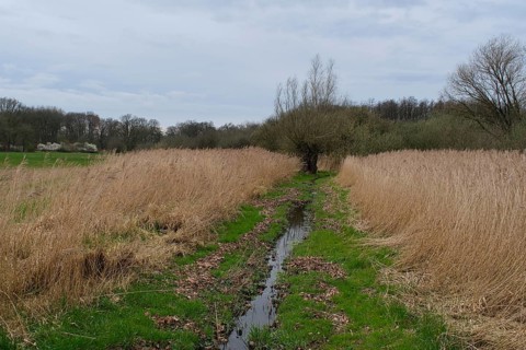 Swampland at the edge of a forest, North Rhine-Westphalia, Germany, Europe