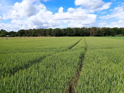Grain field in spring with a tractor track, Lower Rhine, North Rhine-Westphalia, Germany, Europe