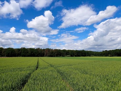 Grain field in spring with a tractor track, Niederrhe, North Rhine-Westphalia, Germany, Europe