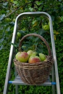 Wicker basket filled with the apple variety James Grieve, fruit harvest, apple harvest, apple,