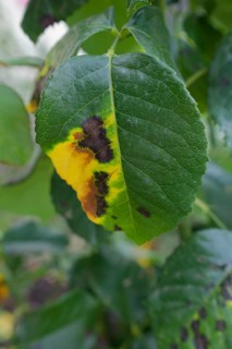 Rose leaf affected by rose sooty mould, black spot, fungus, fungal disease, disease, rose (Rosa),