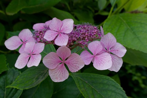 Flowering plate hydrangea, hydrangea, ornamental plant, garden plant, garden decoration,