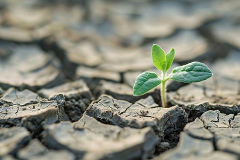 Small green plant growing out of cracked dry earth. Generative Ai, AI generated