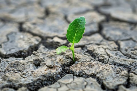 Small green plant growing out of cracked dry earth. Generative Ai, AI generated