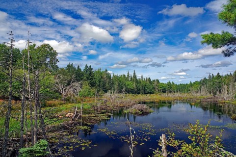 Forest landscape with a still body of water and clouds in the sky on a sunny day, Moor, Nova