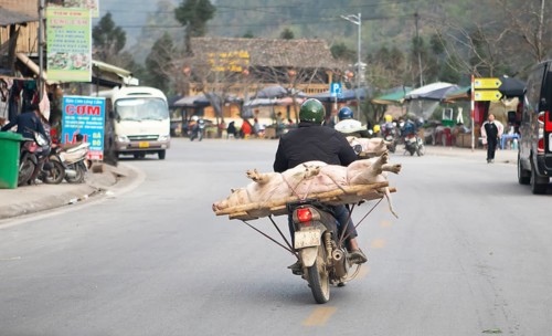 Vietnamese man transporting a live pig on his moped, Ha Giang province, Vietnam, Asia