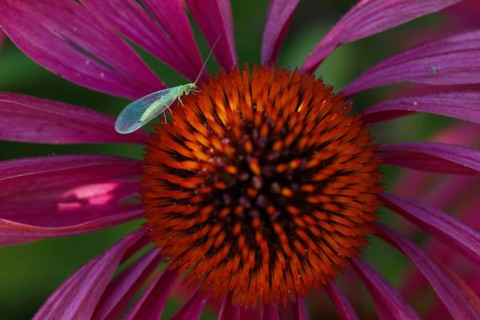 Lacewing (Chrysoperia carnea) on purple cone flower (Echinacea purpurea), Hesse, Germany, Europe