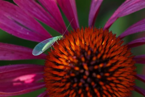 Lacewing (Chrysoperia carnea) on purple cone flower (Echinacea purpurea), Hesse, Germany, Europe