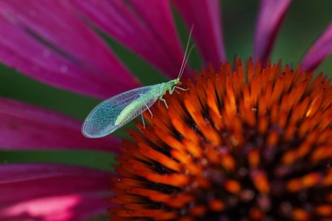 Lacewing (Chrysoperia carnea) on purple cone flower (Echinacea purpurea), Hesse, Germany, Europe