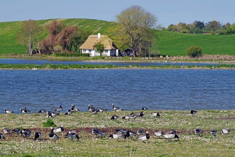 A pond with geese in the foreground, a house and hills in the background, Manor Route, Norrebolle,