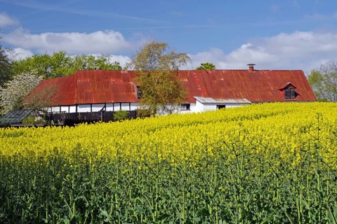 A house with a red roof surrounded by fields of yellow flowers in spring, Manor Route, Langeland,