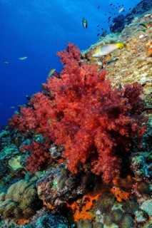 Large red soft coral (Dendrnephthya) growing in colourful coral reef at dive site Hin Daeng in Mu