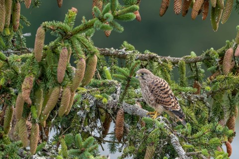 Common kestrel (Falco tinnunculus), young bird not yet able to fly sitting on a branch,