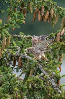 Common kestrel (Falco tinnunculus), young bird not yet able to fly sitting on a branch,