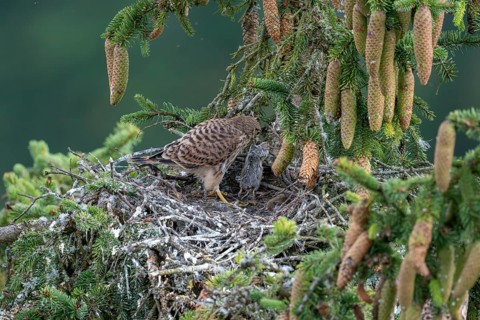 Common kestrel (Falco tinnunculus), young bird not yet able to fly in the nest, eating a mouse,