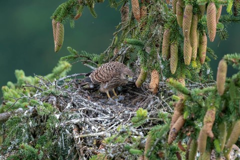 Common kestrel (Falco tinnunculus), young bird not yet able to fly in the nest, eating a mouse,