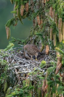 Common kestrel (Falco tinnunculus), young bird not yet able to fly in the nest, eating a mouse,