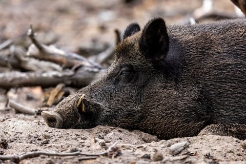 Wild boar (Sus scrofa) Boar, animal portrait, Germany, Europe