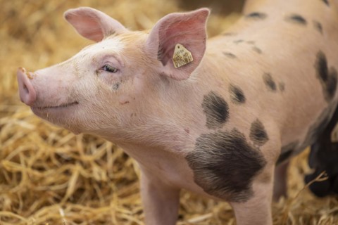Piglets in species-appropriate husbandry, pigs in a fattening farm, Stuttgart, Baden-Württemberg,