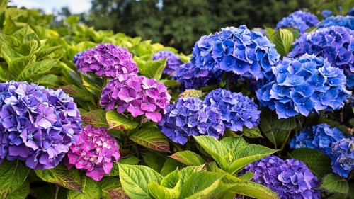 Flowers of a bigleaf hydrangea (Hydrangea macrophylla), pink, blue, hydrangea hedge, close-up,