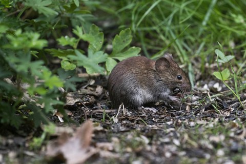 Bank vole (Myodes glareolus), Emsland, Lower Saxony, Germany, Europe