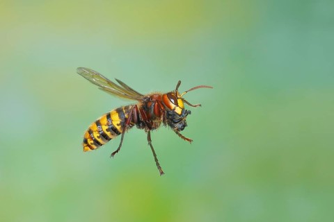 European hornet (Vespa crabro) worker with food, in flight, highspeed nature photo, insects,