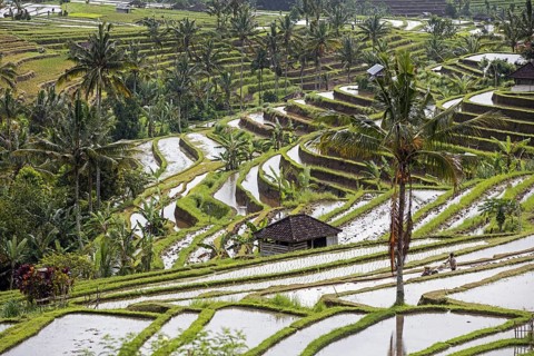 Jatiluwih terraced paddy fields, rice terraces in the highlands of West Bali, Indonesia, Asia
