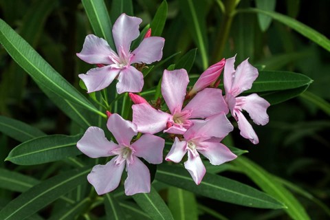 Oleander (Nerium oleander), also oleander, flower, pink flowering, Baden-Württemberg, Germany,