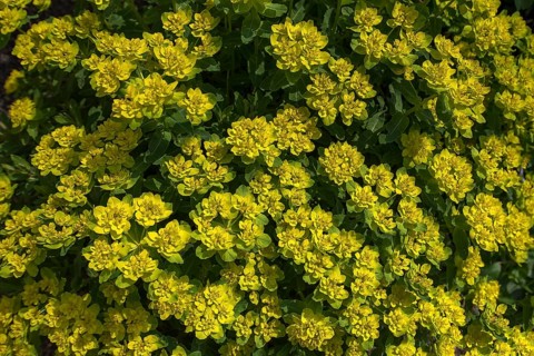 Brown-red spurge (Euphorbia polychroma Purpurea) Stadtpark Lahr, Baden-Württemberg, Germany, Europe