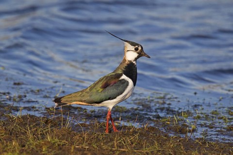 Northern Lapwing (Vanellus vanellus) foraging on lake shore, Germany, Europe