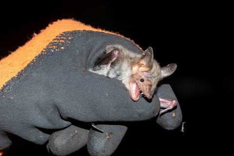 Greater mouse-eared bat (Myotis myotis) after ringing the animal is released, Brandenburg, Germany,