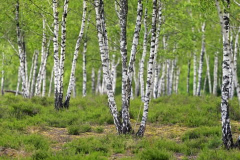 Silver birch, warty birch, European white birch (Betula pendula) (Betula verrucosa) tree trunks of
