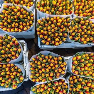 High angle view of buckets of tulips for sale