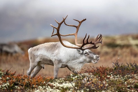 Wild mountain reindeer (Rangifer tarandus tarandus), bull in autumn tundra, Forollhogna National
