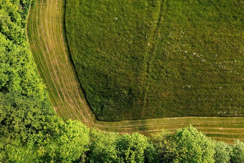 Drone image, structure of a mown meadow with group of trees, from above, structure, agriculture,