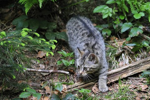 Wild cat (Felis silvestris) kitten stalking prey in forest, Germany, Europe