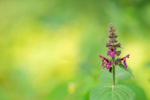 Close-up of woodland orchid (Stachys sylvatica), Deister, Calenberger Bergland, Schaumburg,
